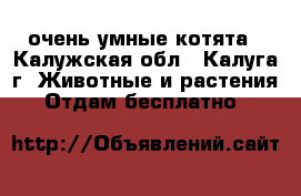 очень умные котята - Калужская обл., Калуга г. Животные и растения » Отдам бесплатно   